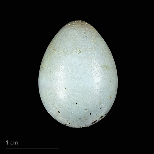 Egg eller reir av dompap