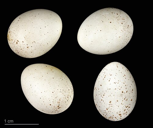 Egg eller reir av gjerdesmett