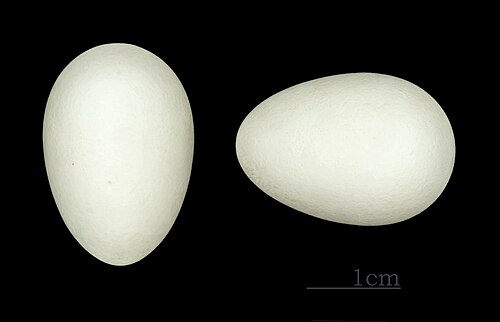 Egg eller reir av tårnseiler