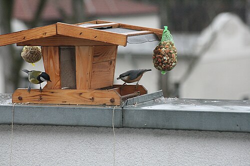 Kohlmeise Kleiber 014