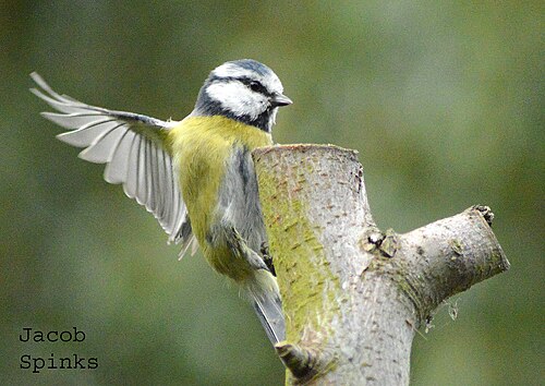 Blue Tit or Cyanistes Caeruleus in Flight (9954861305)