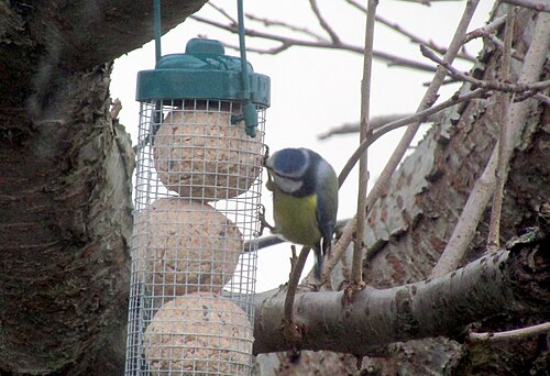 -2018-12-01 Blue Tit (Cyanistes caeruleus), Trimingham (2)
