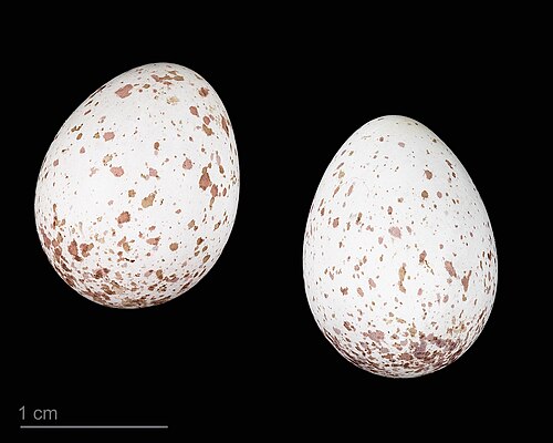 Lophophanes cristatus MHNT.ZOO.2010.11.181.1