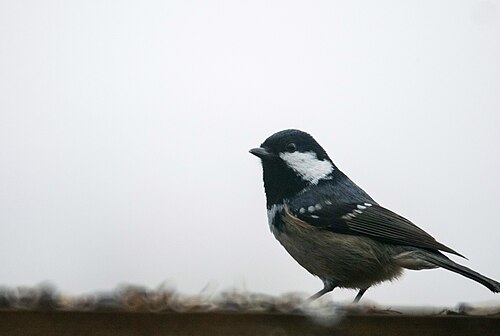 Coal tit (Periparus ater) 2019