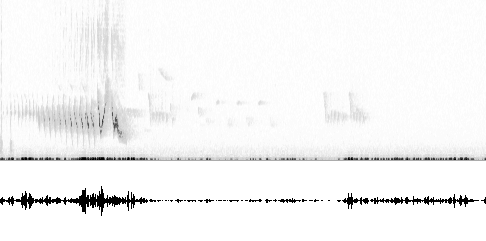 Sonogram