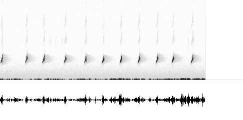 Sonogram