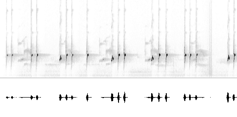 Sonogram
