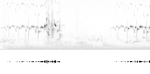 Sonogram av sang