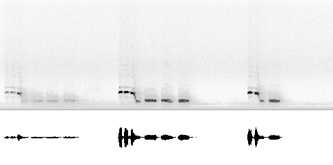 Sonogram