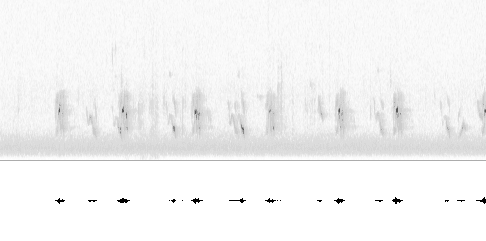 Sonogram