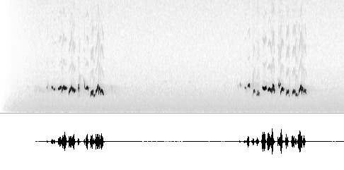 Sonogram av sang