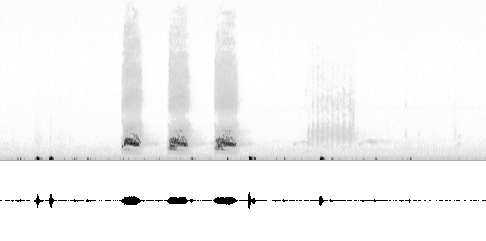 Sonogram