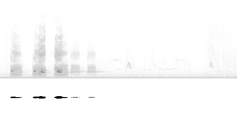 Sonogram