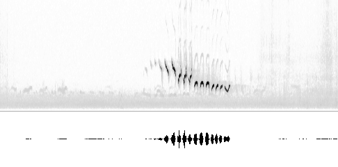 Sonogram