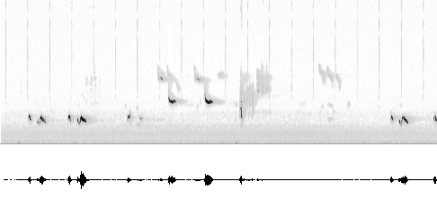 Sonogram