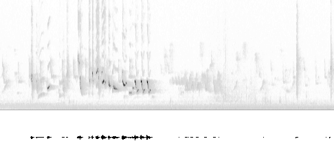 Sonogram