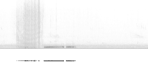 Sonogram