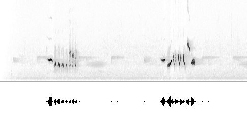 Sonogram