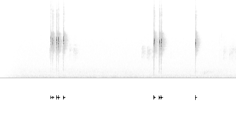 Sonogram