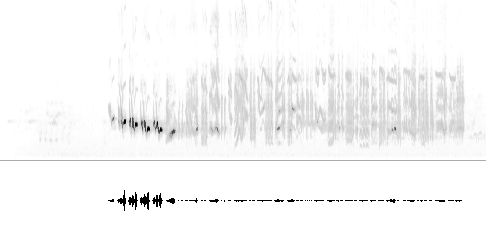 Sonogram
