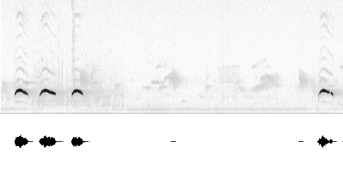 Sonogram