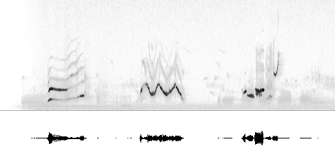 Sonogram av sang