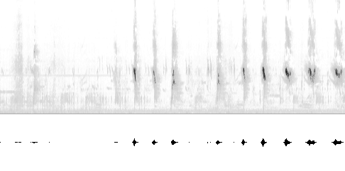 Sonogram av lokkelyd