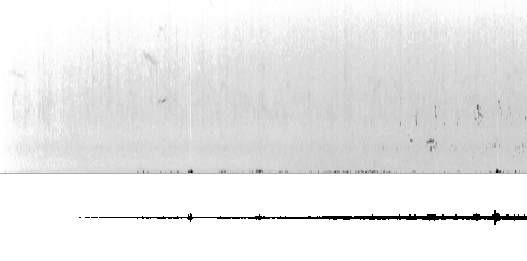 Sonogram av varsellyd