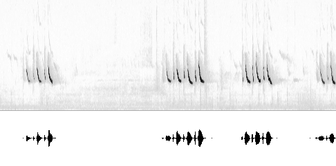 Sonogram