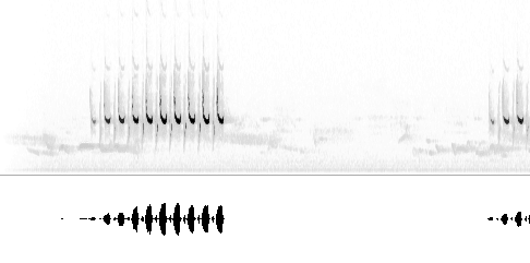 Sonogram