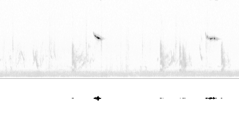 Sonogram