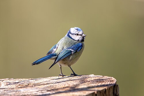 Blåmeis