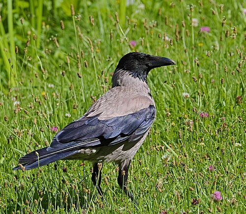 Kråke