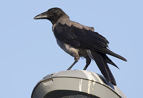 Kråke