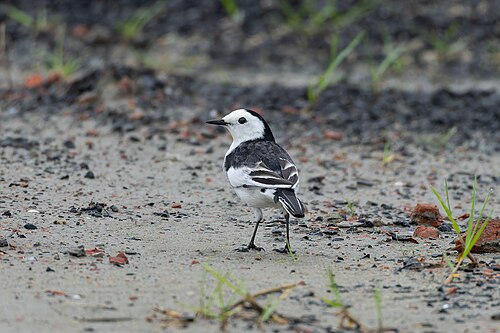 Linerle, bilde 5