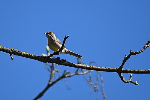 Munk, bilde 2