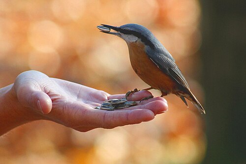 Spettmeis